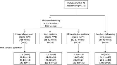 Longitudinal changes of lactopontin (milk osteopontin) in term and preterm human milk